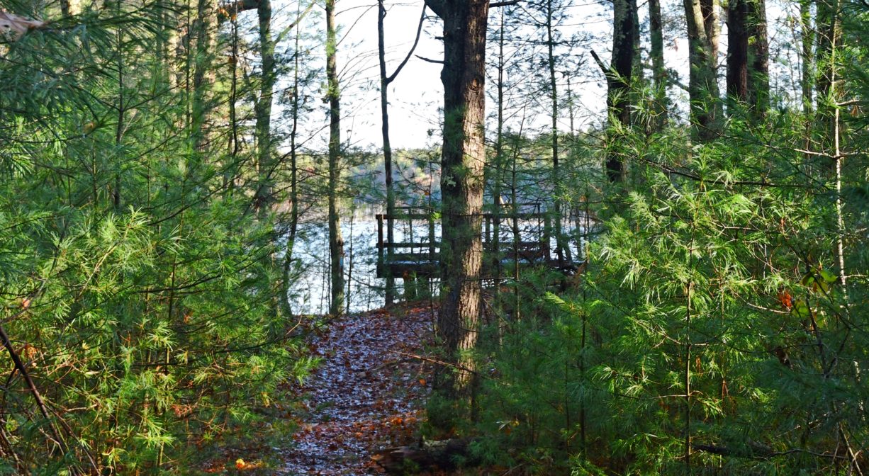 A photograph of a pond and an observation platform, viewed through the woods.