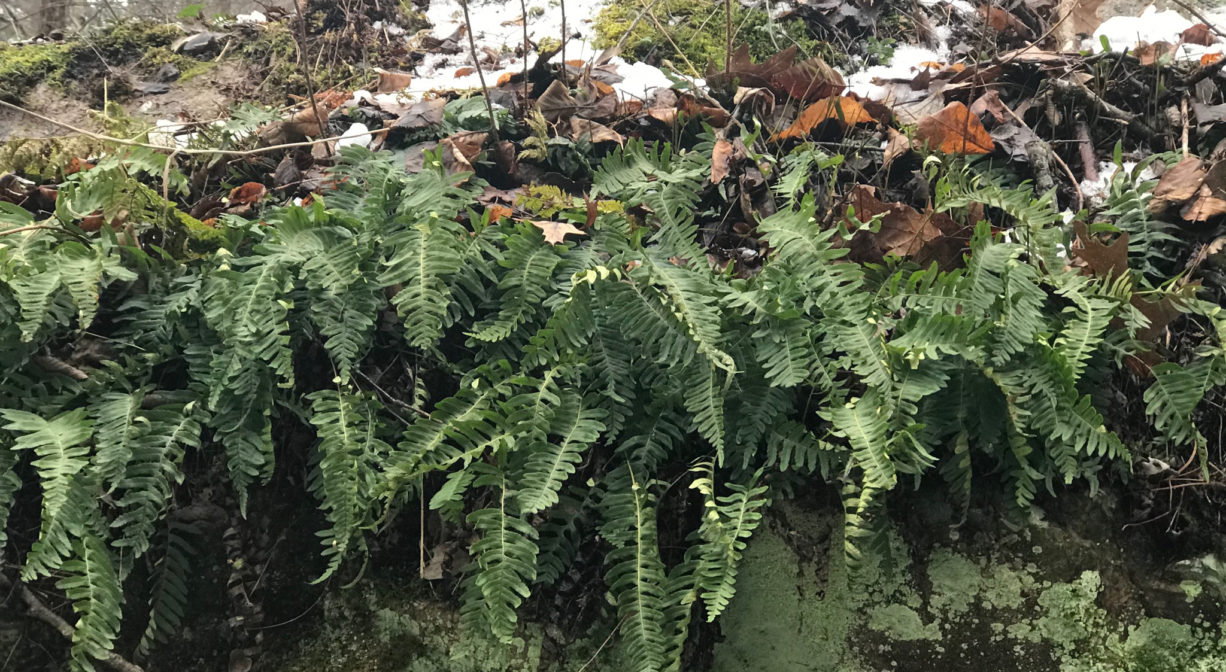 A photograph of Polypodiales ferns growing on a rocky outcropping with some snow and fall foliage.