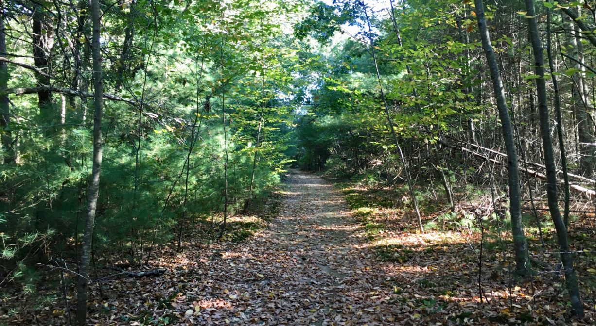 A photograph of a wide trail through a forest.