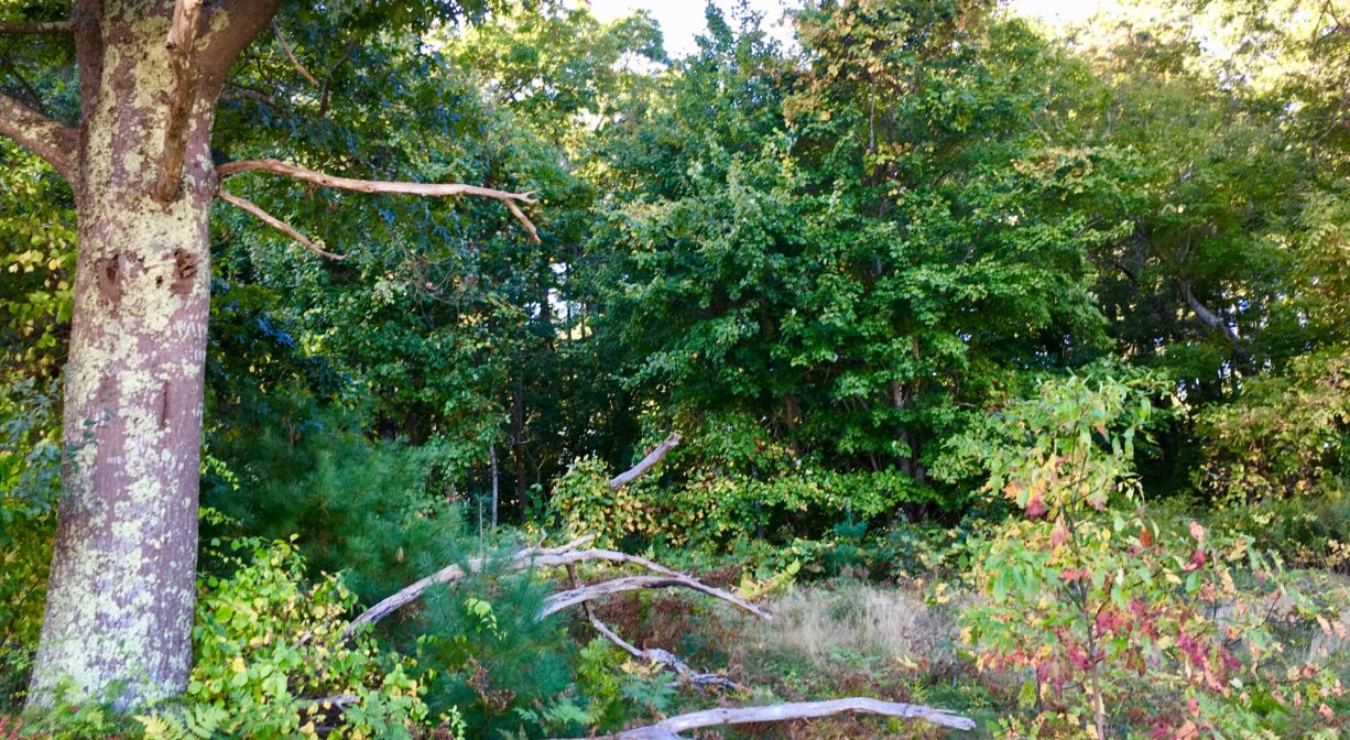 A photograph of trees and shrubbery with green foliage.