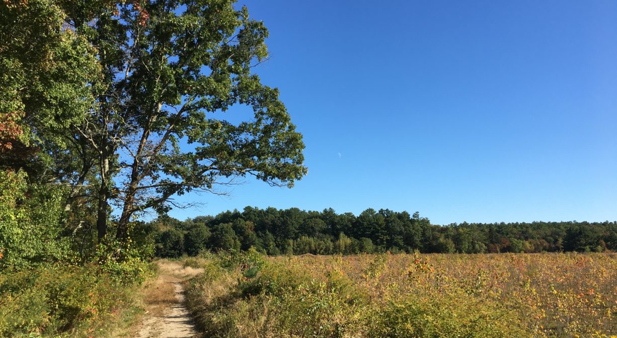 A photograph of a trail along the edge of a retired cranberry bog, with some trees to one side.