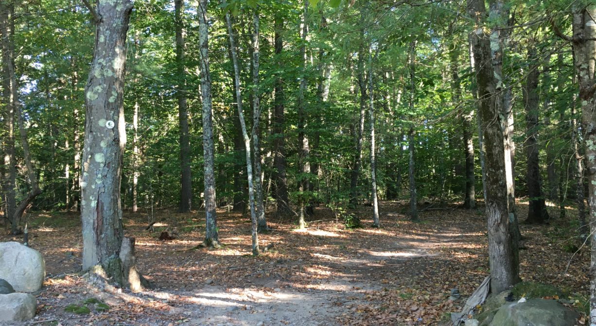 A photograph of a trail through a woodland.