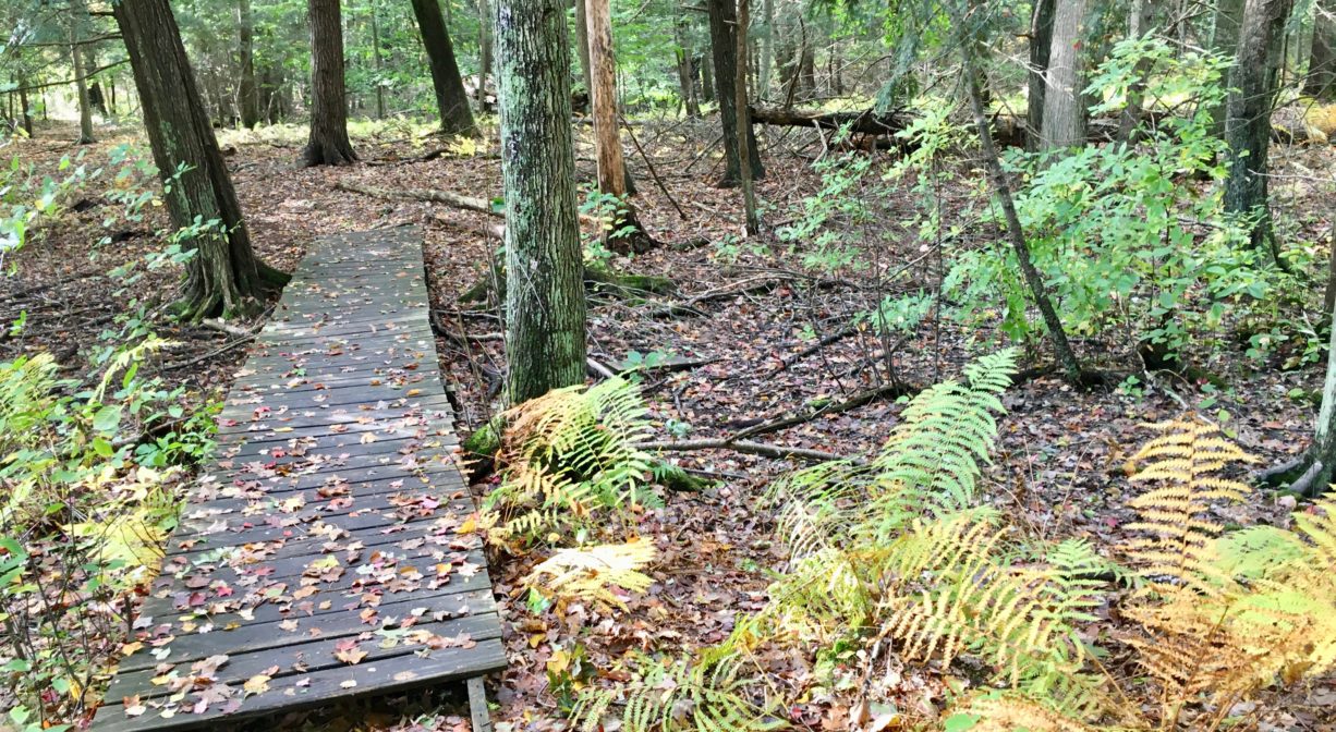 A photograph of a boardwalk through a wetland and forest.