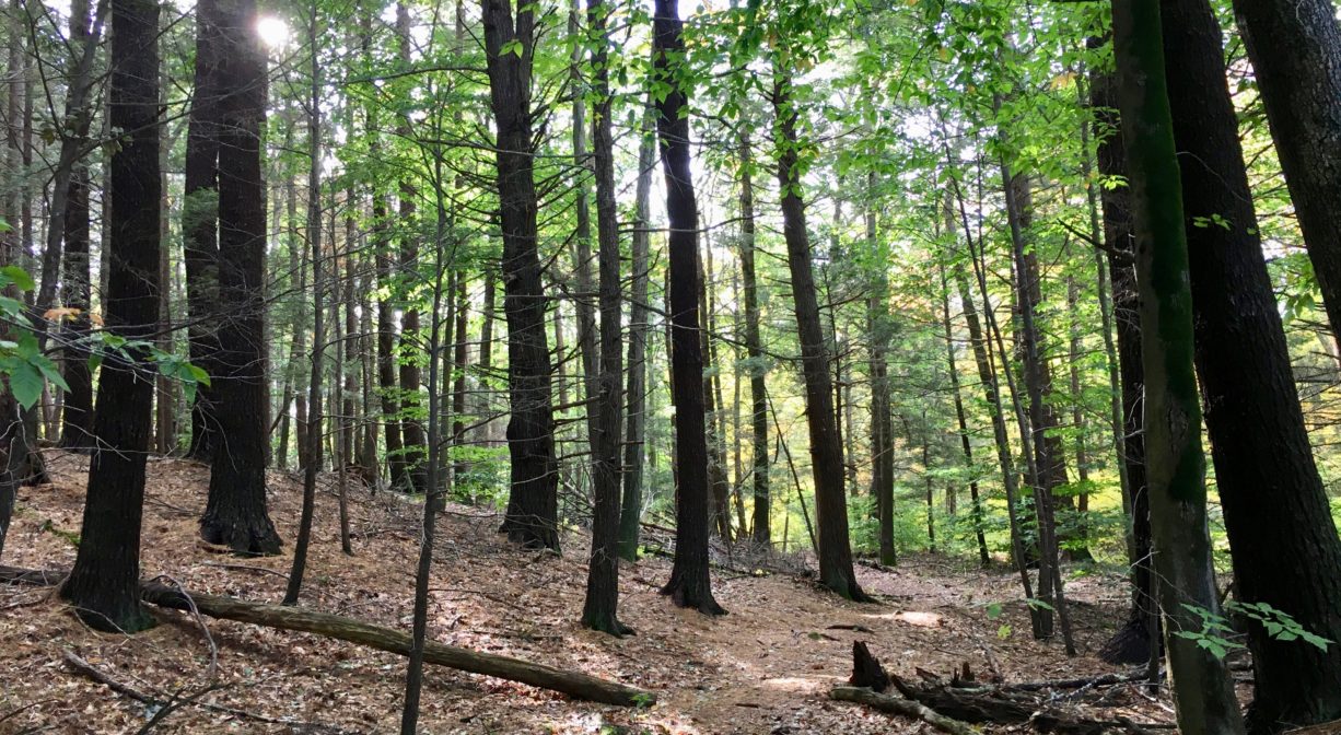 A photograph of a trail through a sunny forest.
