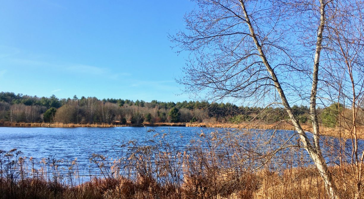 A photograph of a pond with some grasses and trees.