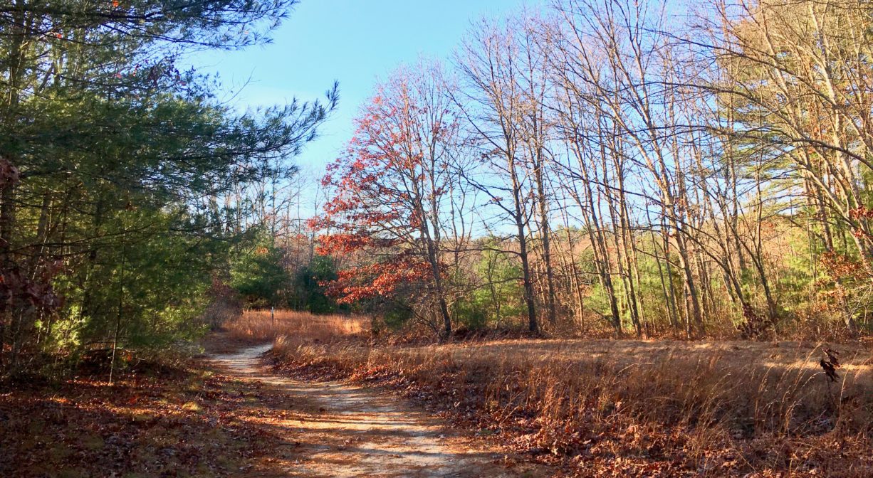 A photograph of a trail with some grasses and trees, plus fall foliage.