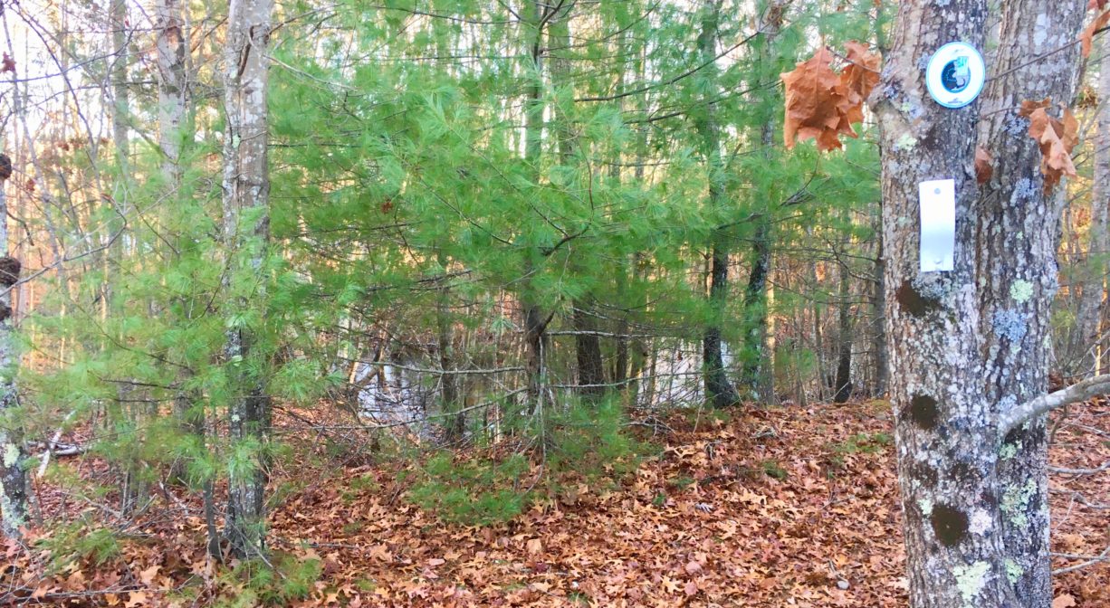 A photograph of a trail with a tree bearing a marker for the Bay Circuit Trail.