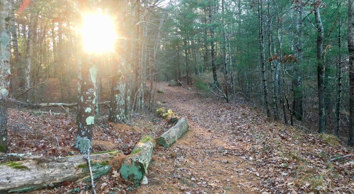A photograph of the sun shining through the trees within a pine forest, beside a trail.