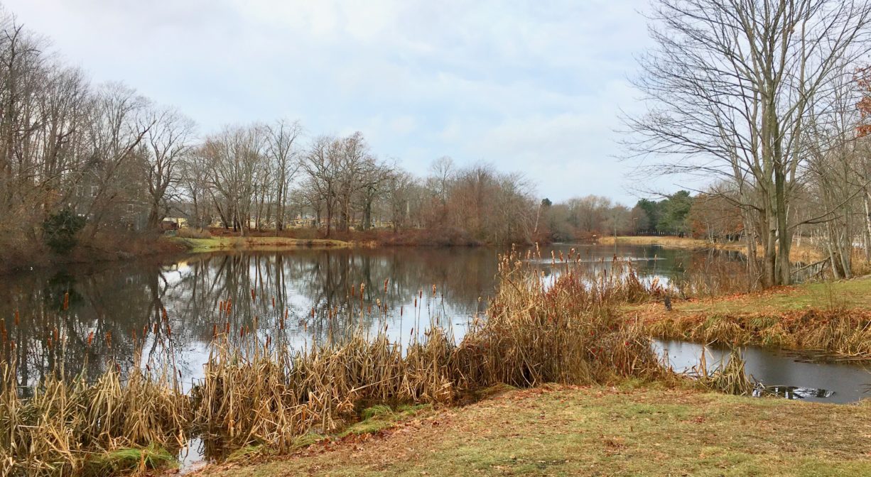 A photograph of a pond with trees in the distance and some grass in the foreground.