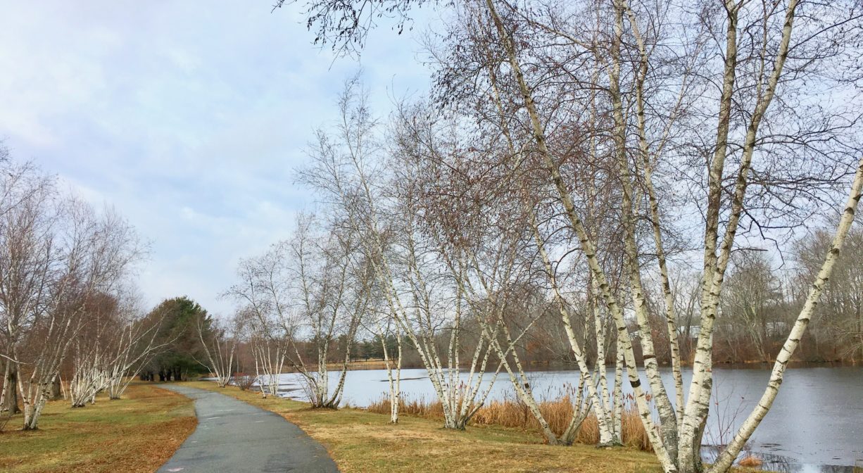 A photograph of a paved trail beside a pond with a row of birch trees and some grass.