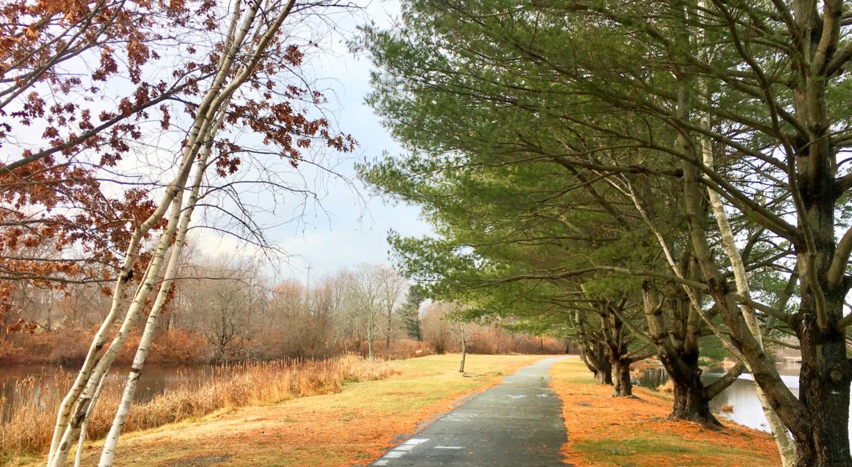 A photograph of a paved trail beside a pond with some birch and pine trees.