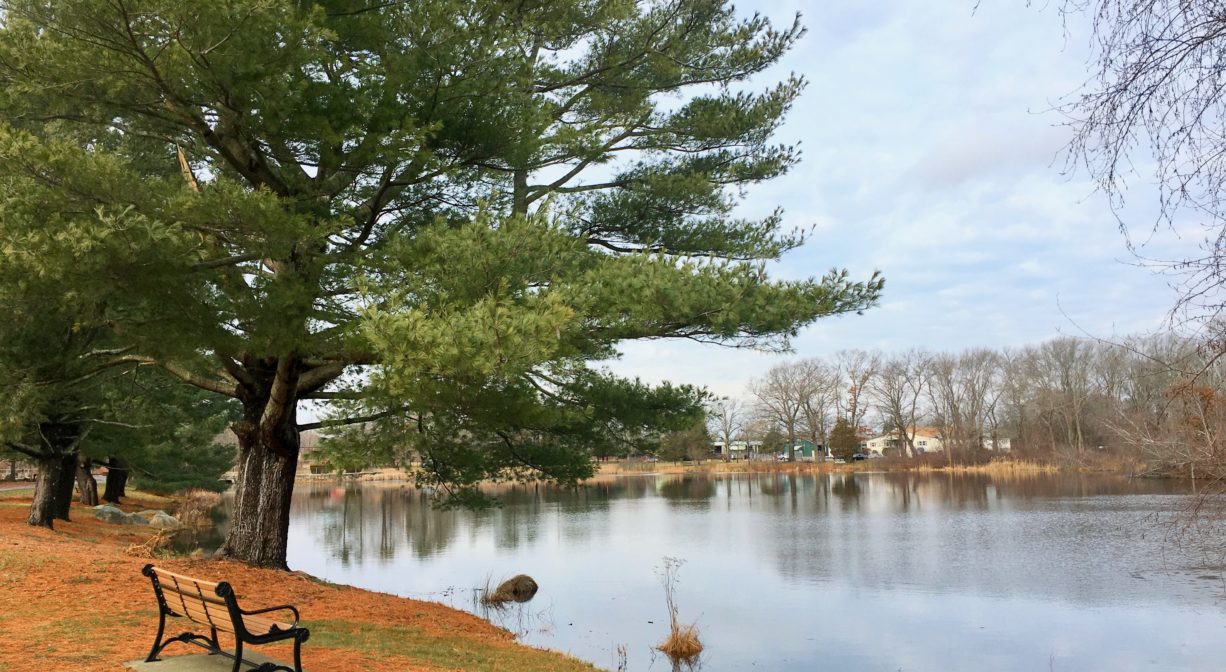 A photograph of a bench and a large pine tree beside a pond.