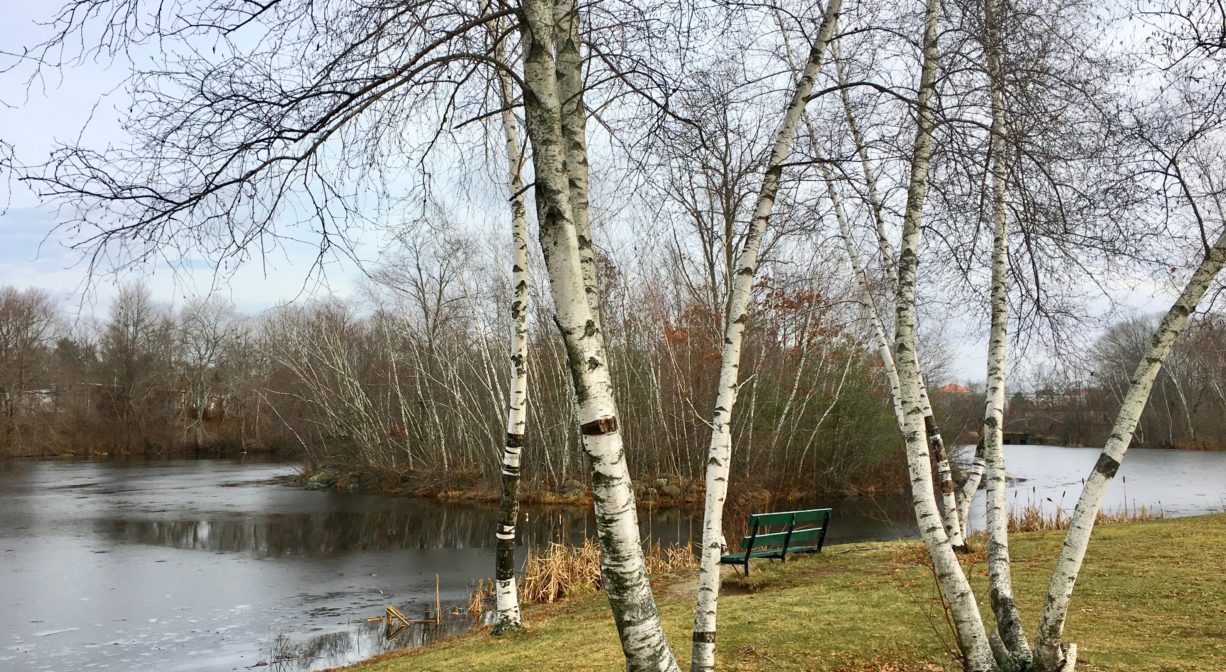 A photograph of birch trees beside a pond, with some grass.