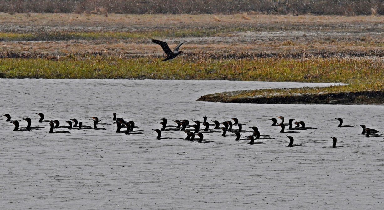 A photograph of cormorants on a river with marsh in the background.