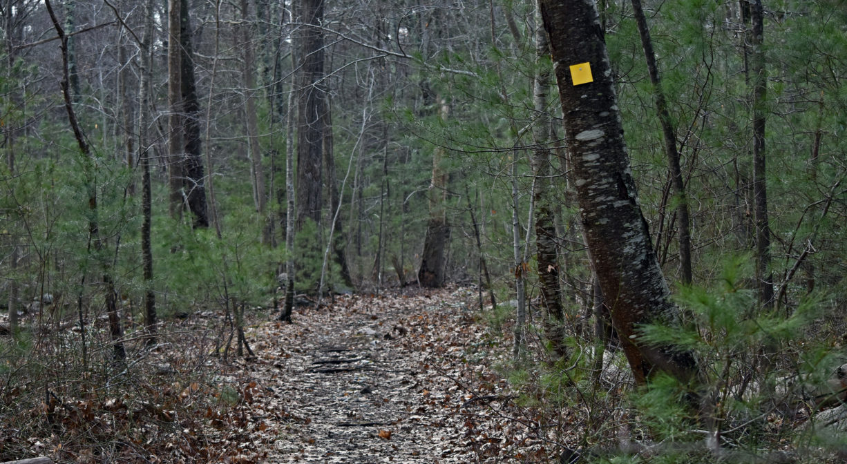 A trail through the woods with a yellow blaze on one tree.