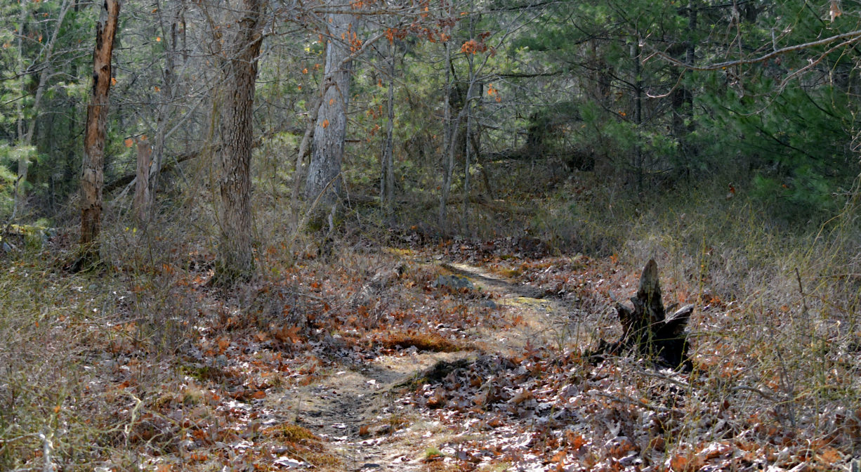 A photograph of a trail winding through a woodland.