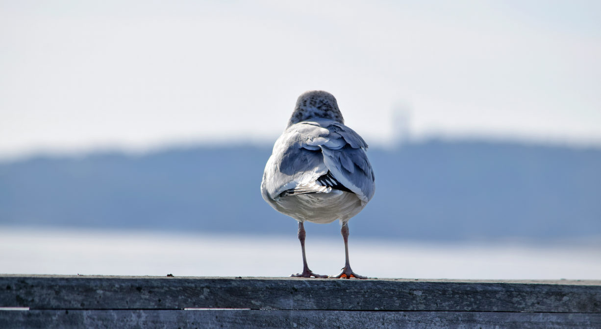 A photograph of a seagull looking out over a bay from a wooden railing.