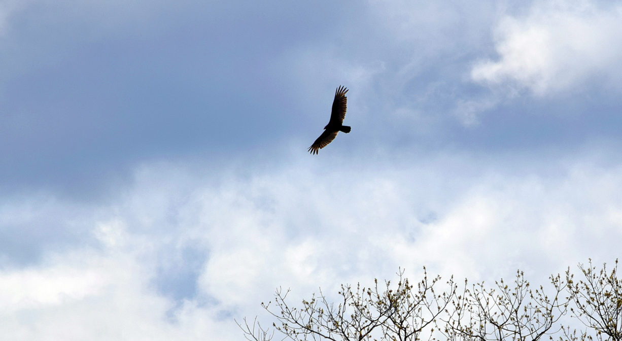 A distant photograph of a large bird in flight.