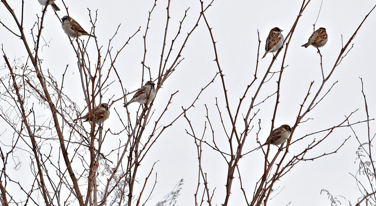 A photograph of numerous small birds in a bare shrub.