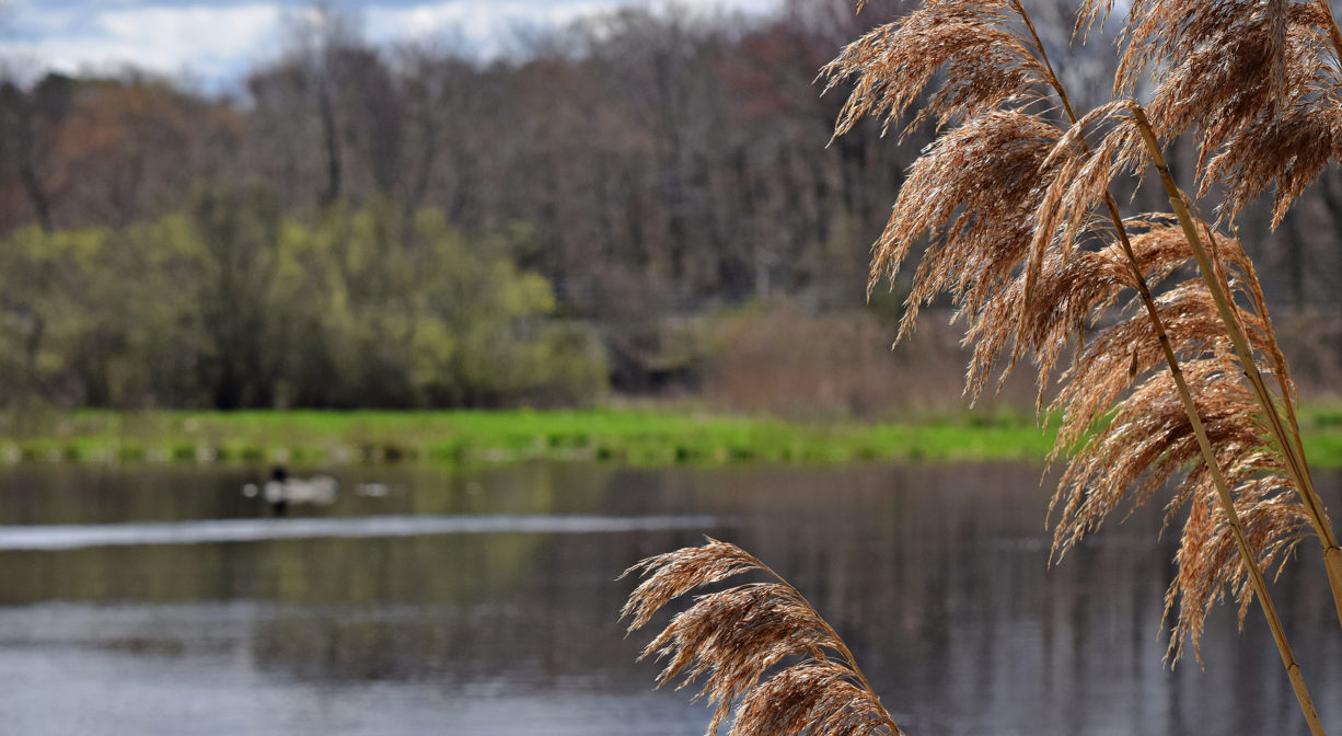 A photograph of a pond with trees in the distance.