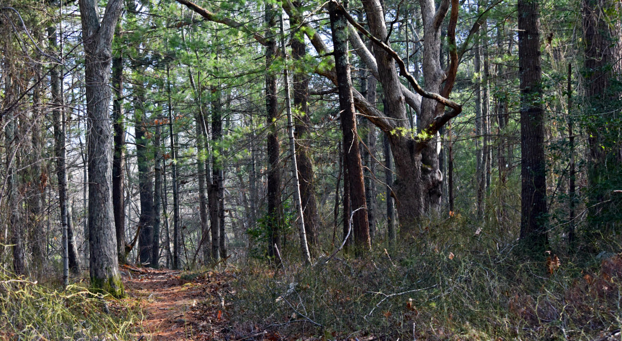 A photograph of a trail through a pine forest.