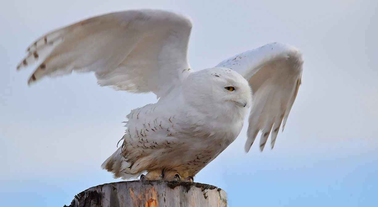 A photograph of a snowy owl on a post.