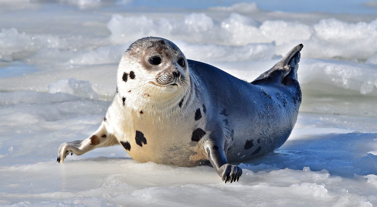 A photograph of a small seal on ice.