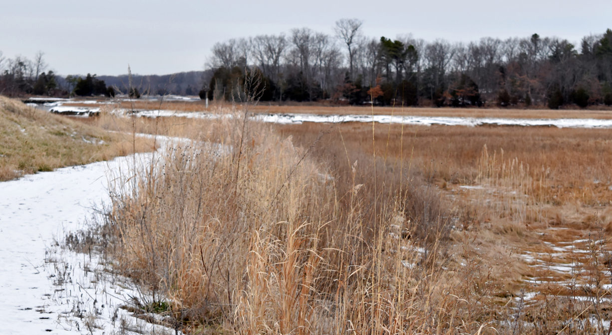 A photograph of a trail next to a marsh with snow.