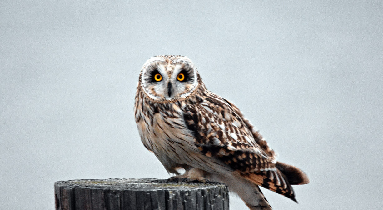 A photograph of an owl on a post.
