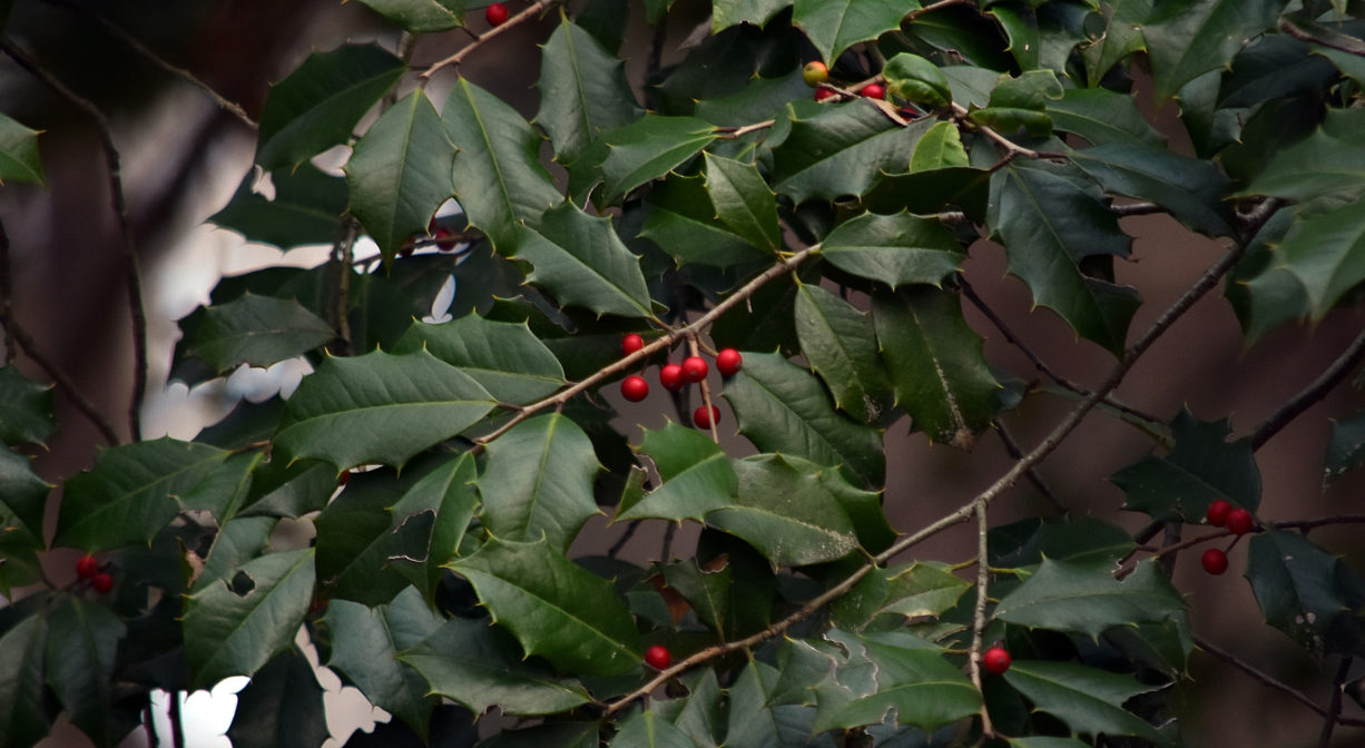 Close-up photograph of green holly leaves with red berries.