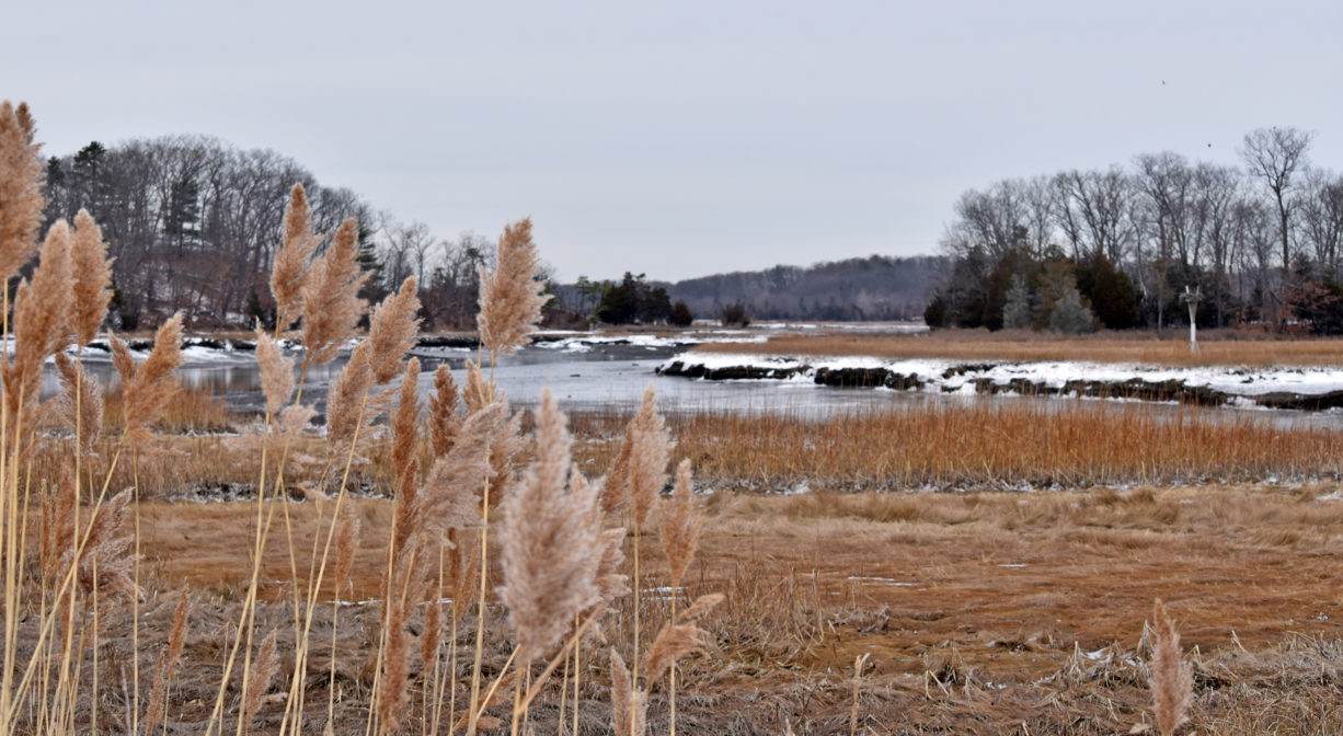 A photograph of a river and marsh in winter.