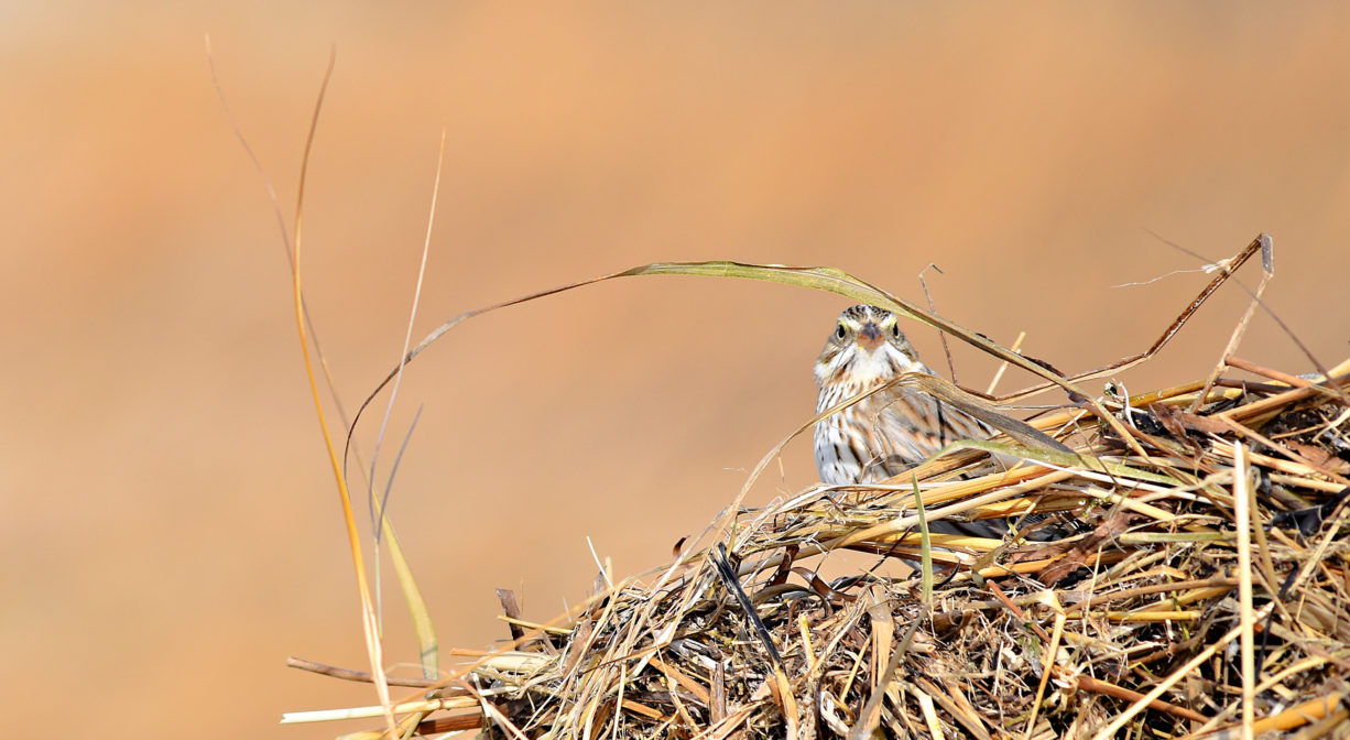 A photograph of a small bird on dried grasses.