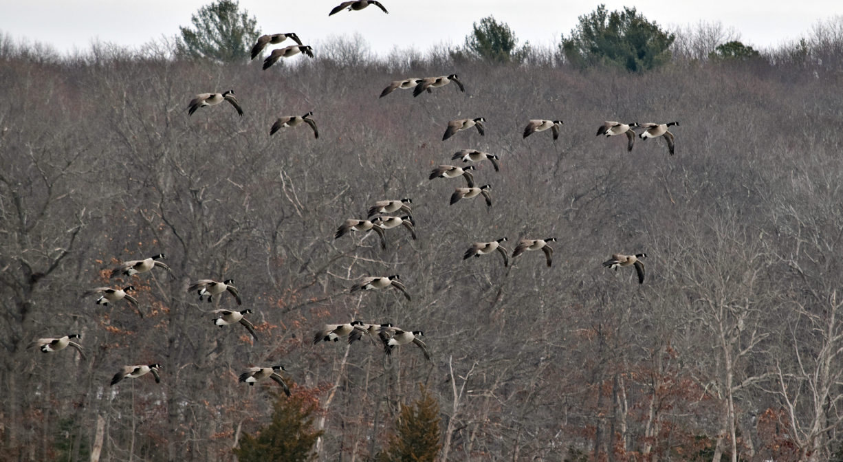 A photograph of a large flock of geese in flight.