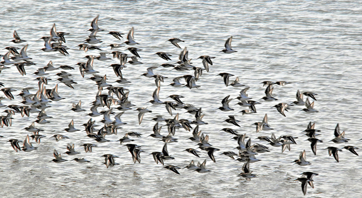 A photograph of a large flock of birds flying close to the water.