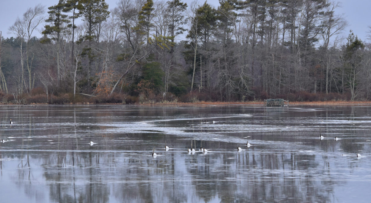A photograph of a frozen pond with white birds on it and trees in the background.