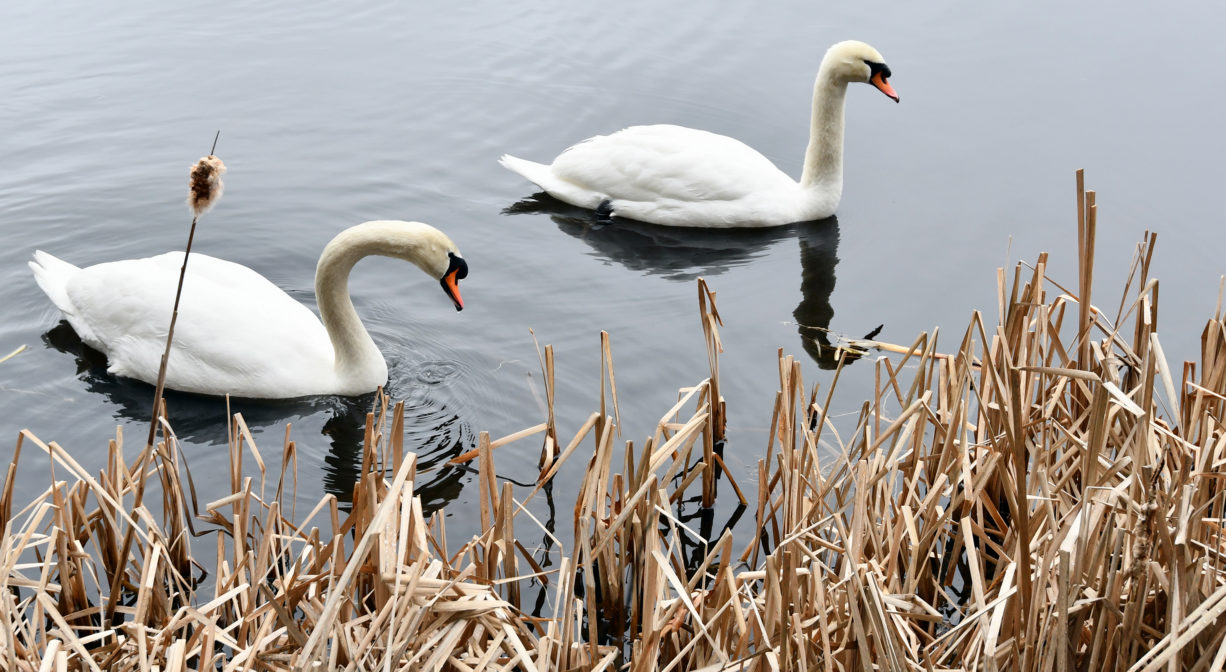 A photograph of two swans on a pond.