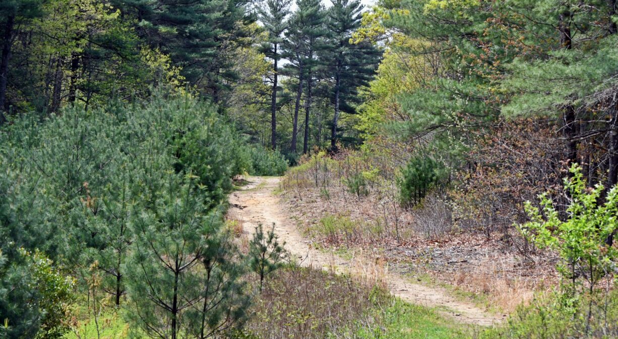 A photograph of a sandy trail leading into a forest.