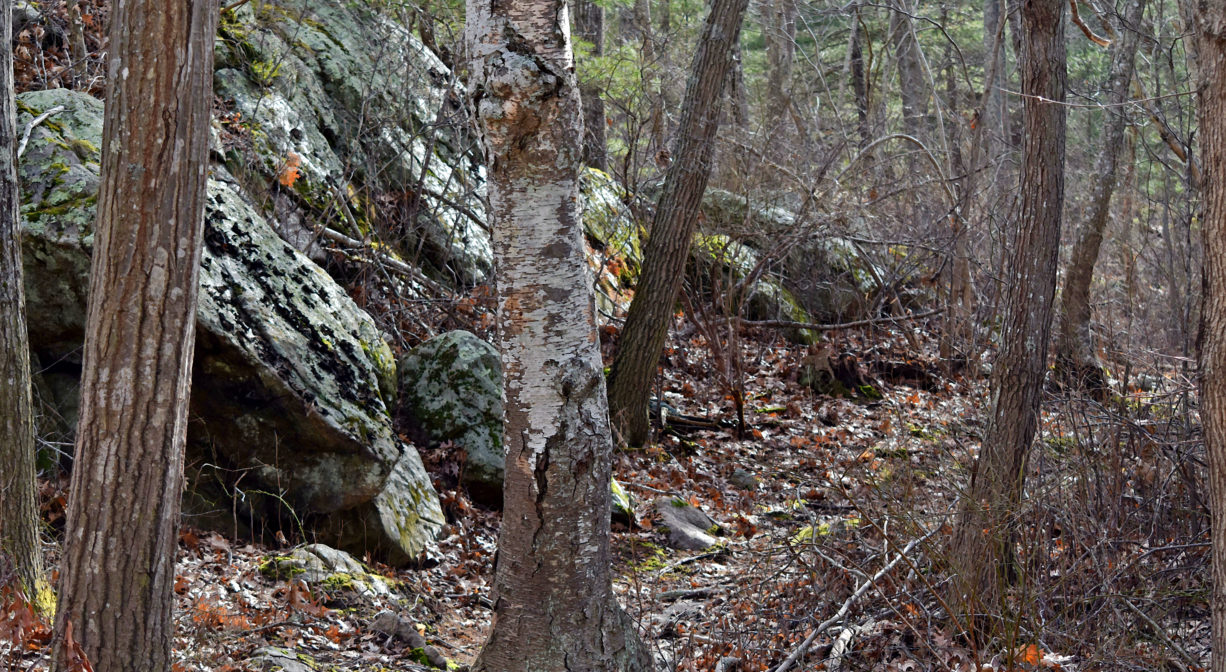 A photograph of a forest trail alongside a rocky outcropping.