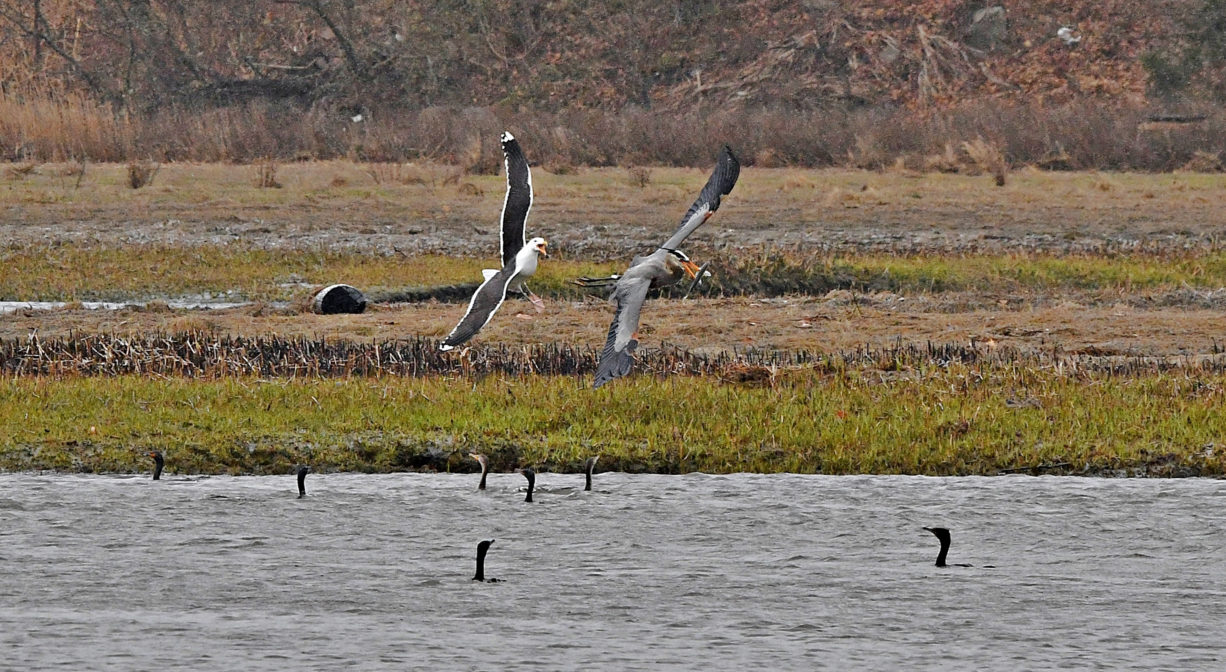 A photograph of two birds fighting over a fish, over a river with marsh in the background.