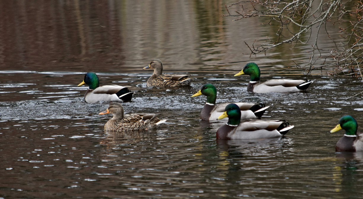 A photograph of mallard ducks on a pond.