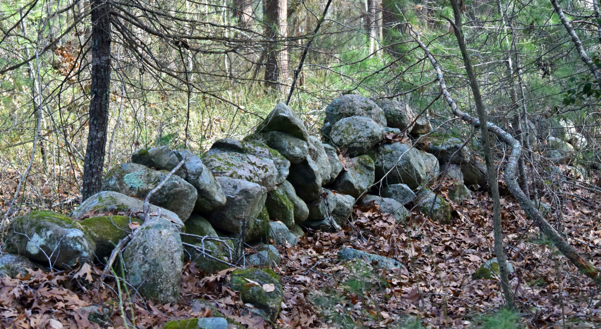 A photograph of a stone wall in a woodland setting.
