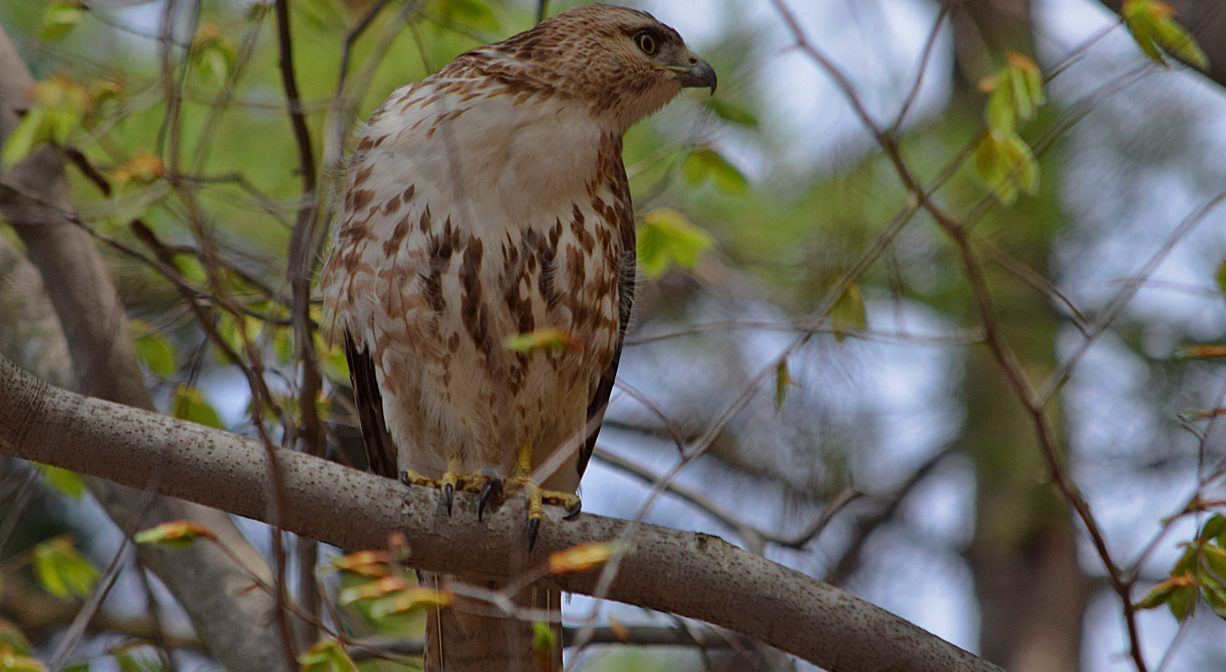 A photograph of a hawk in a tree.