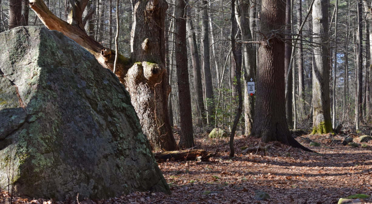 A photograph of a large glacial erratic boulder in a woodland setting.