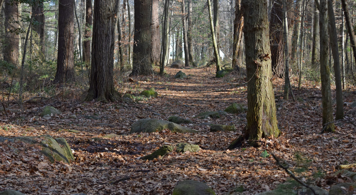 A photograph of a trail through a woodland.