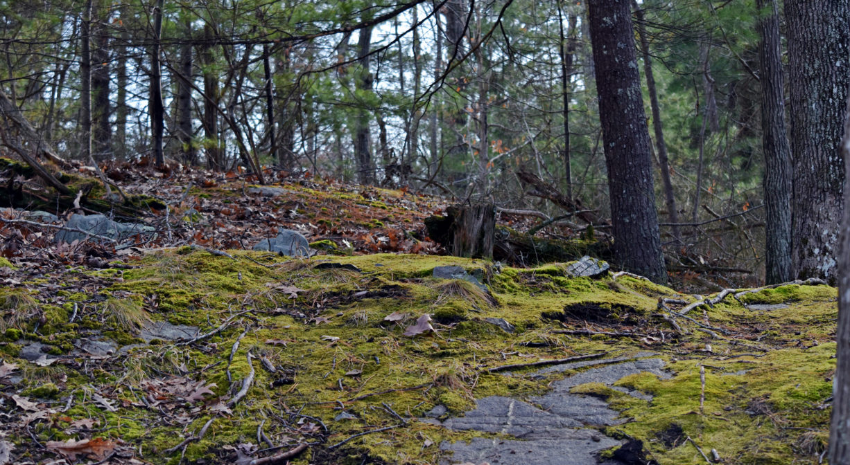 A photograph of a trail across the top of a rocky outcropping, with lots of moss.