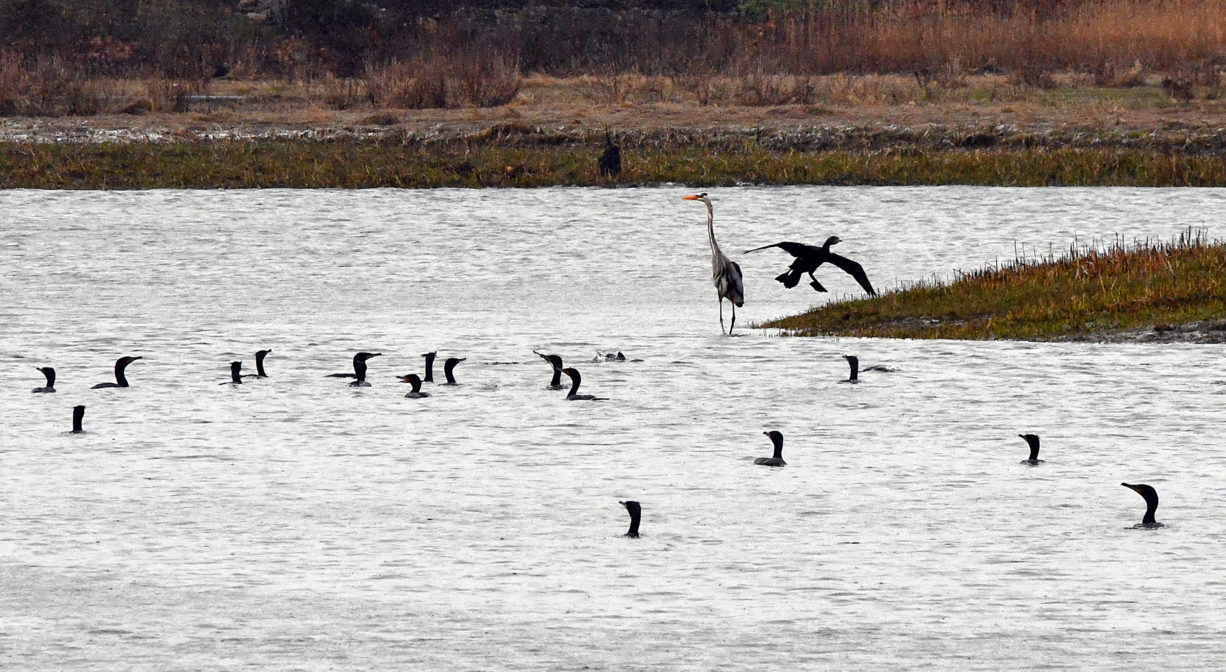 A photograph of birds on a river with salt marsh in the background.