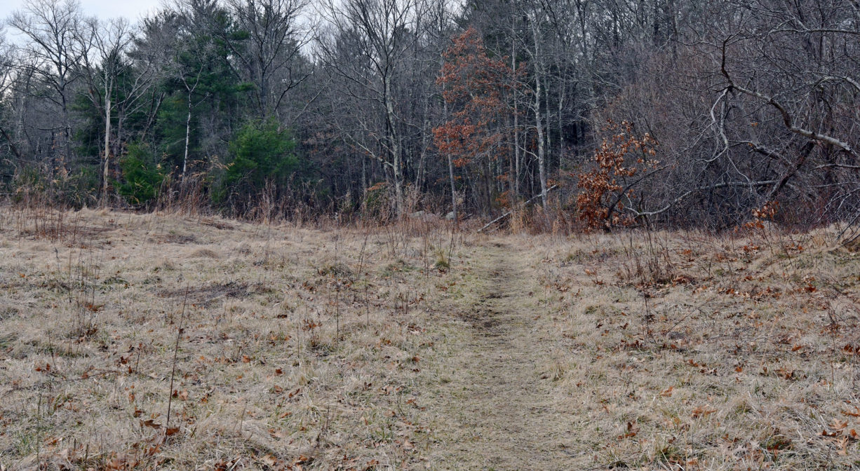 A photograph of a trail across a meadow, with woods in the background.