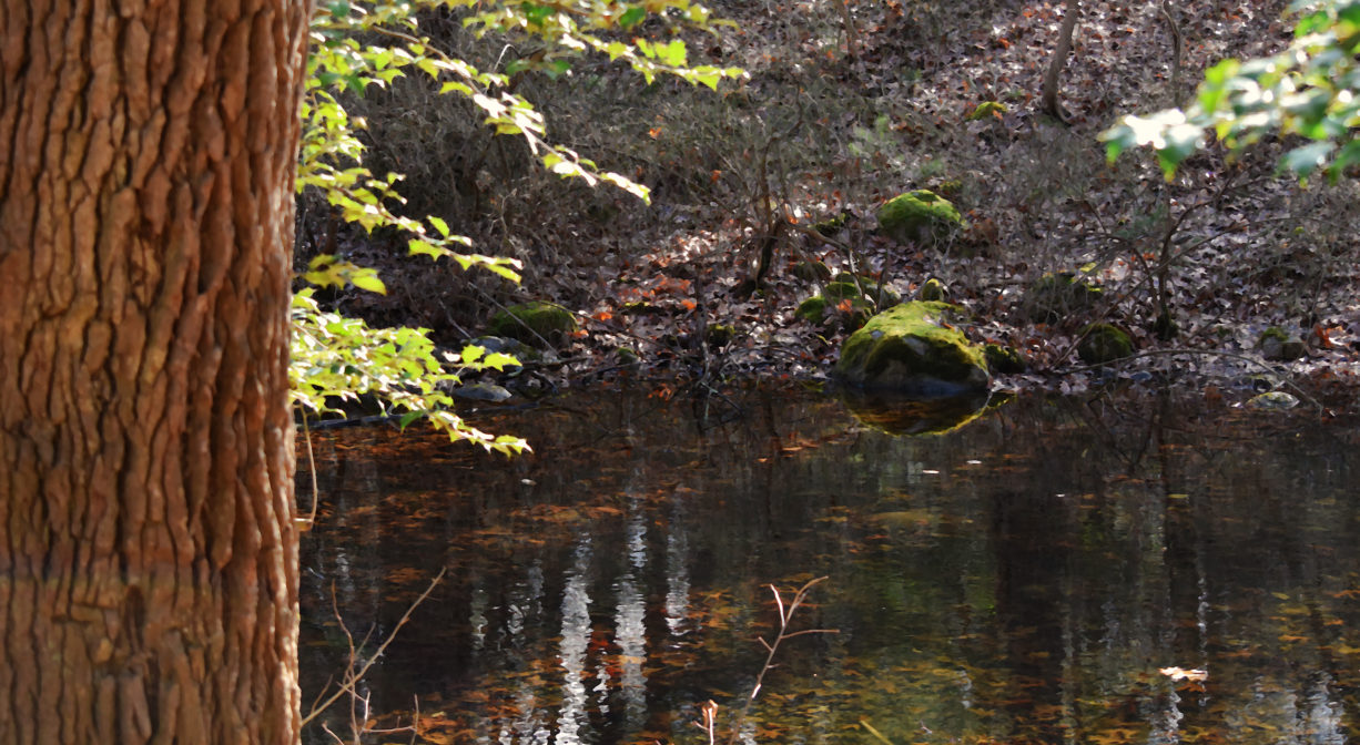 A photograph of a small pond with a tree on one side.