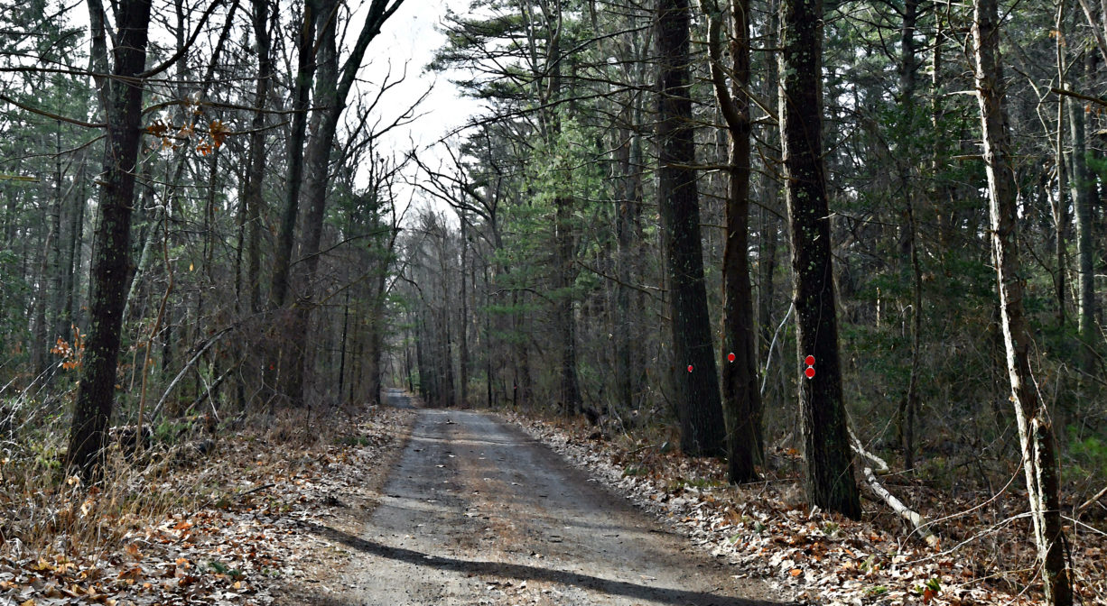 A roadway through a woodland.