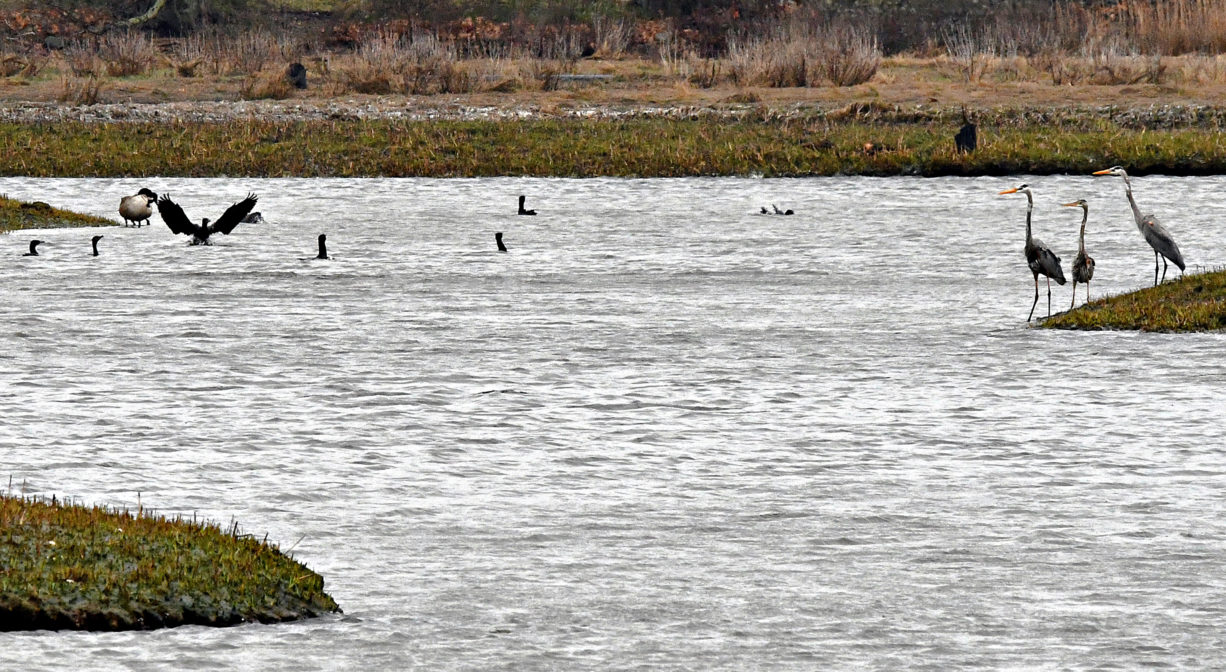 A photograph of birds on a river with salt marsh in the background.